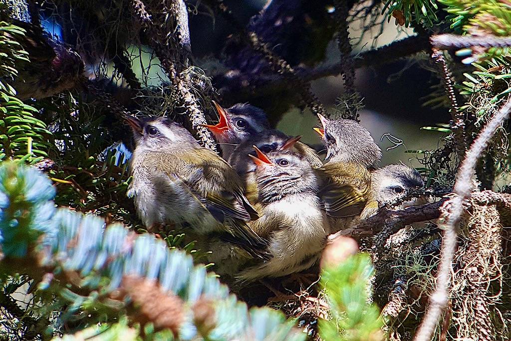 Golden-crowned Kinglet (Regulus satrapa) 2019-07-25 (3) by Don Henise is licensed under CC BY 2.0